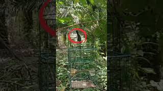 Download lagu Pikat burung gelatik batu mp3