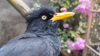 Download lagu Pancingan Burung Jalak Malas Bunyi Dengan Kicauan Jalak Kebo Gacor Full isian #jalakgacor 101 mp3 Download lagu Pancingan Burung Jalak Malas Bunyi Dengan Kicauan Jalak Kebo Gacor Full isian #jalakgacor 101 mp3