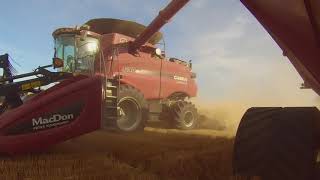 preview picture of video '1 Day in the Harvest Time in the Saskatchewan Canada 2017/Rocky View Farm'