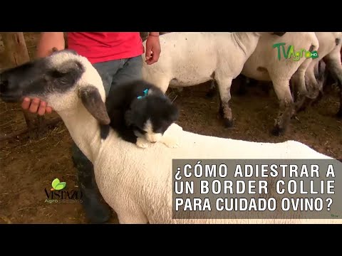 , title : 'Cómo adiestrar a un Border Collie para cuidado Ovino - TvAgro por Juan Gonzalo Angel Restrepo'