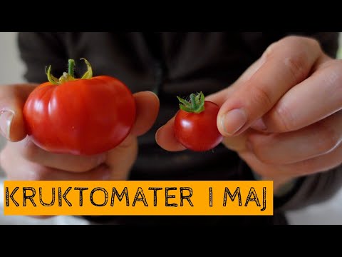 Uppdatering av KRUKTOMATER i fönster - Hur har det gått? Skörden i maj