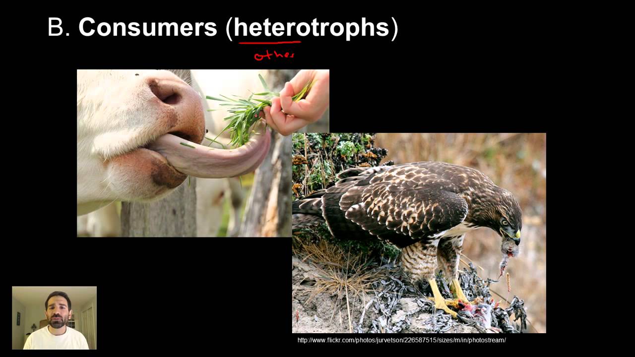 Ecology Part 1 - Basic Ecology