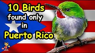 10 Amazing Birds that only exist in Puerto Rico