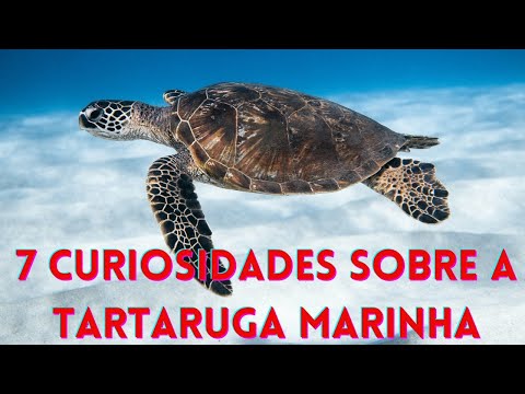 7 curiosidades sobre a tartaruga marinha