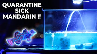 Mandarin Fish with DEADLY Velvet Disease in Quarantine (NO COPPER TREATMENT) | Blue Reef Tank