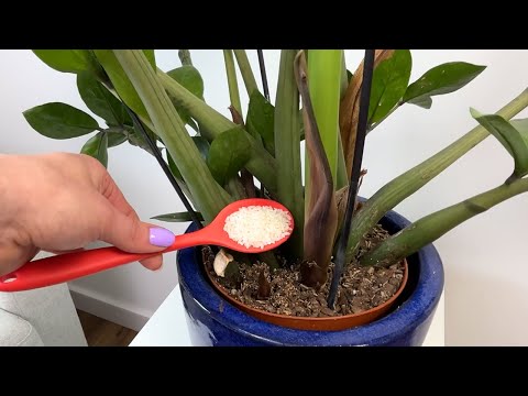 A spoonful every two weeks and your lucky bamboo will sprout new leaves. This fertilizer works wo...