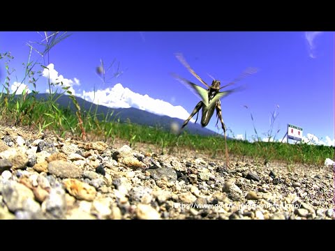 クルマバッタモドキの飛翔