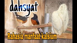 Download lagu Kupas tuntas manfaat kalsium buat ternak murai batu#081291544784 mp3