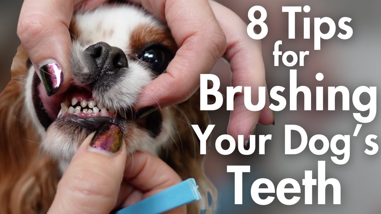 8 Tips for Brushing Your Dog's Teeth At Home | Pet Parent Dog Grooming Tutorial