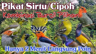 Download lagu Suara Pikat Sirtu/Cipoh Kombinasi Suara Burcil Sogon, Kemade, Prenjak mp3