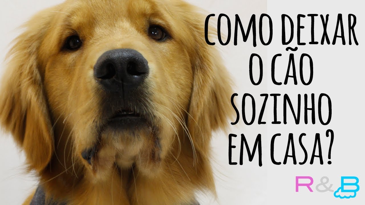 COMO DEIXAR o CACHORRO SOZINHO em CASA?