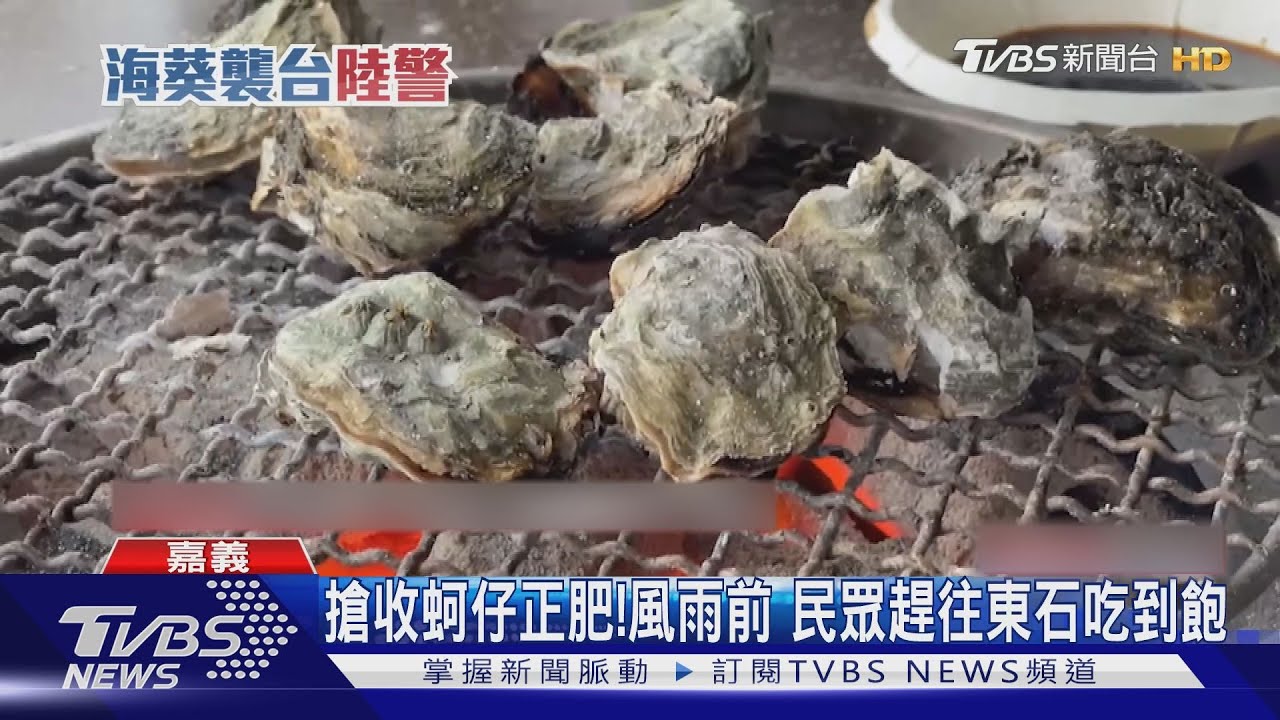 搶收蚵仔正肥! 風雨來襲前民眾搶進東石「吃到飽」
