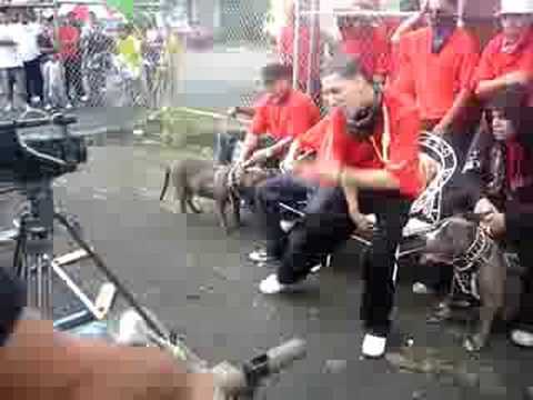 DADDY YANKEE BABY RASTA SOMOS DE CALLE (EL ORIGINAL HIGH QUALITY AVAILABLE) REMIX