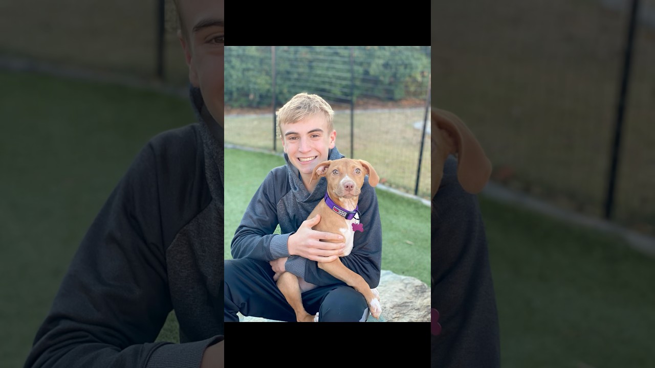 Enlarge TOFFEE, a Adoptable mixed breed in Spokane, WA video 6/6