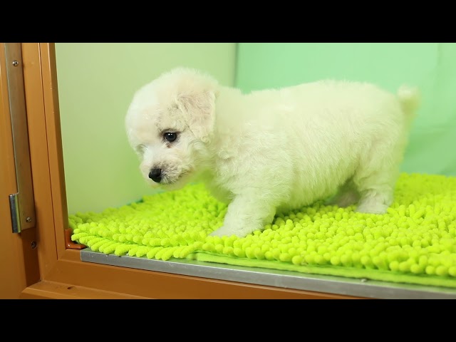 ブリーダー/ショップマロニエケンネル　MARRONNIER KENNELのビション・フリーゼで番号が2896です