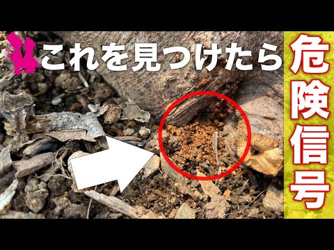 園芸 イチジクの病気と害虫