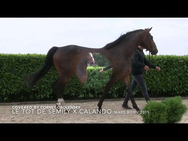 Kalusino