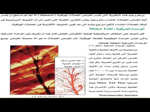 أحياء 3 ثانوي ( قصور نظرية هكسلي - الوحدة الحركية - الإجهاد و الشد العضلي ) أ حمدي عبد الغني