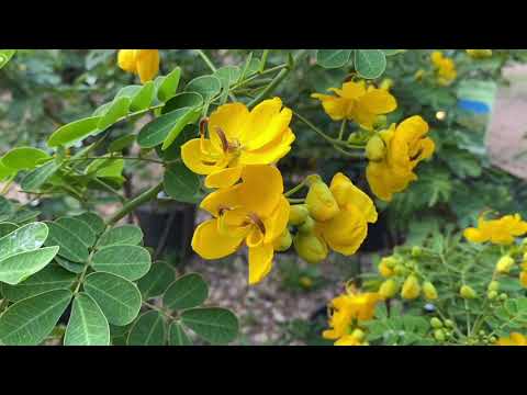 What is Fall Cassia?