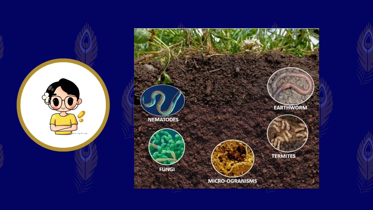 Lesson 27 - Soil or land pollution