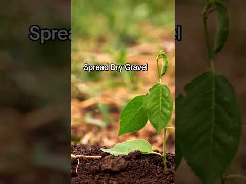 Here's how to prevent earwigs!!