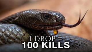The Most Dangerous Venom in the Wild!