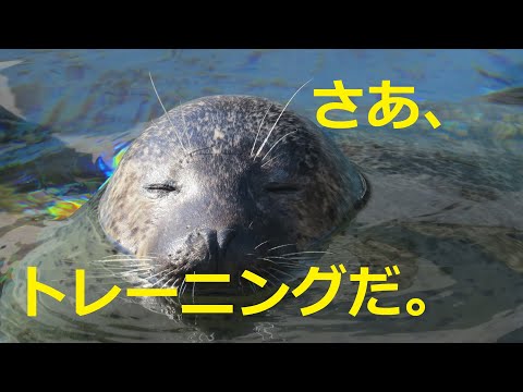 アザラシのトレーニングってどんなの？■大西の突撃レポート
