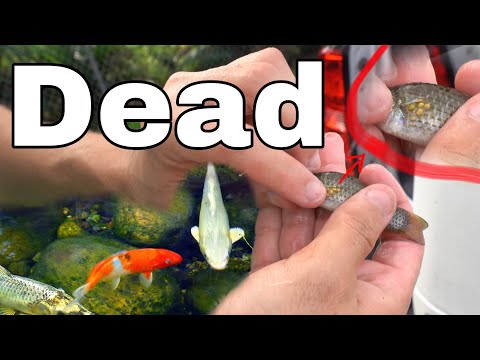 Saving Priceless KOI FISH From Infectious Mollies!! ** WATCH OUT**