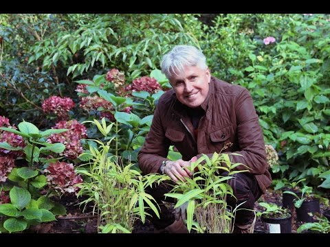 Get Gardening: Don't be afraid of shade!