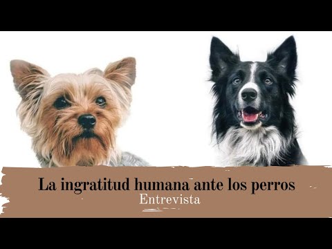 La ingratitud humana ante los perros | Entrevista Marielena Hoyo Bastien