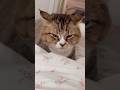 Angry Ears Activated ️ Catshorts Catlovers Cutecat Funnycat Mainecoon