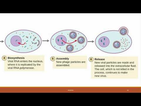 BIO 181 Chapter 21 Viruses