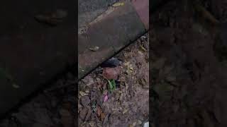 Grey Musk Shrew (Suncus murinus) or Pygmy Shrew (Suncus etruscus) how to eat earthworms