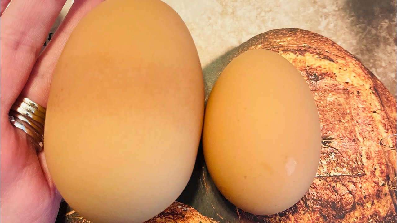 Look At This GIANT CHICKEN EGG!  What's Inside? Let's Crack It Together!