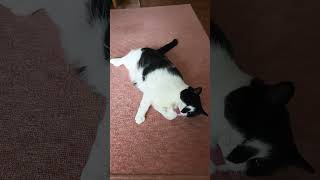 猫が寝転ぶ❗ #cat #ねこ動画 #ねこ #ねこのいる生活 #かわいい猫