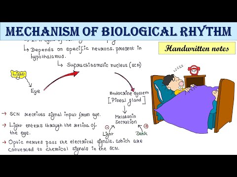 Mechanism of biological rhythm/circadian rhythm