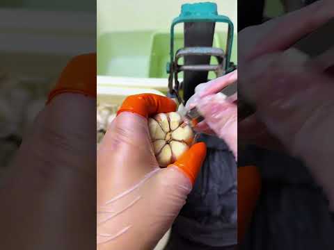 The process of peeling garlic- Good tools and machinery make work easy
