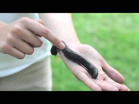 Giant African Millipede Bugs Without Borders
