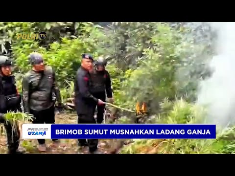 SATUAN BRIMOB POLDA SUMUT LAKUKAN OPERASI PEMUSNAHAN LADANG GANJA SELUAS 10 HEKTAR
