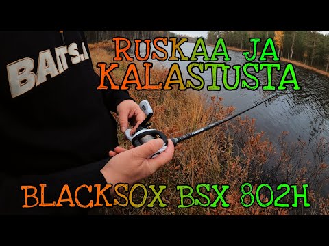 Hauenkalastusta ja BLACKSOX BSX 802H testausta syksyisissä tunnelmissa
