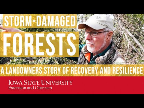 Storm-Damaged Forests: A Landowner Story of Recovery and Resilience
