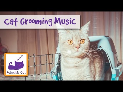 Calm your Cat During Bathing with our Relaxing Cat Music