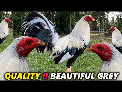 Beautiful Giro Grey Cowan ‼️ Granja R. Greer Big Farm Tuxpan Mexico