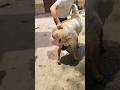 Turkey Dumba Qurbani Ke Liye Contact 7230817511 Eiduladha2025 Trending Shorts