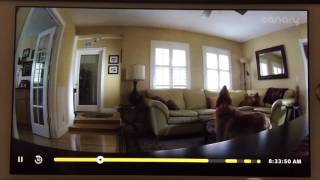 Golden Retriever Hates to be Alone