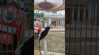 Download lagu Murai Batu Mental Baja Gacor #animals #birds #muraibatu #kicaumania #shortvideo #shorts mp3 Download lagu Murai Batu Mental Baja Gacor #animals #birds #muraibatu #kicaumania #shortvideo #shorts mp3