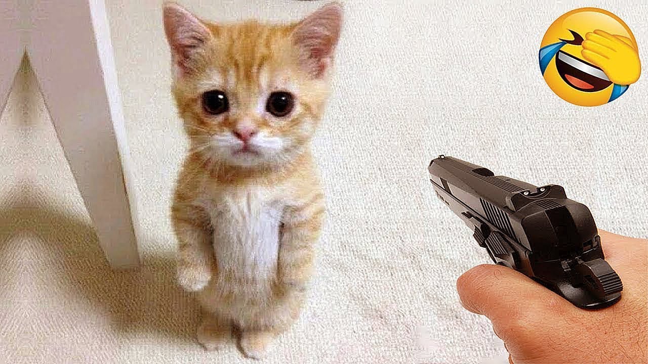 Funniest Dogs and Cats Videos 2025😼🐶Try Not To Laugh😜