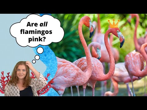 Are All Flamingos Pink? | All About Flamingos for Kids