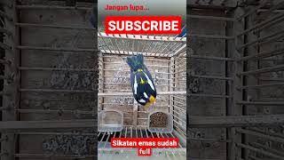 Download lagu sikatan emas metalik mp3