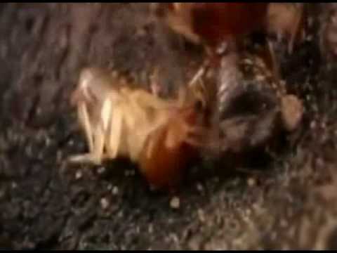 video frame placeholder